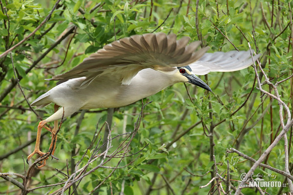 Bučiak chavkoš nočný (Nycticorax nycticorax)