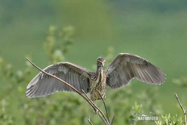 Bučiak chavkoš nočný (Nycticorax nycticorax)