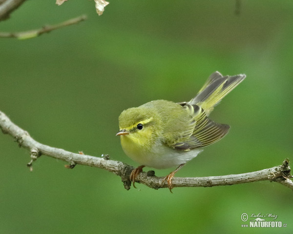 Budníček lesní (Phylloscopus sibilatrix)