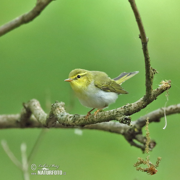 Budníček lesní (Phylloscopus sibilatrix)