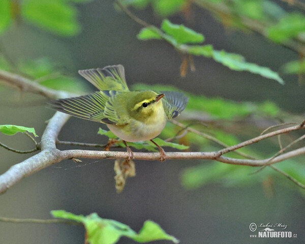 Budníček lesní (Phylloscopus sibilatrix)