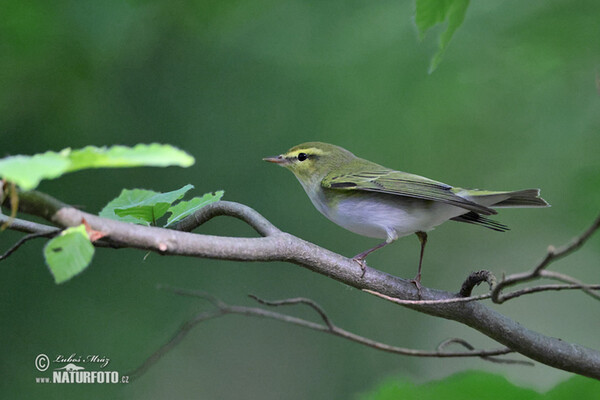 Budníček lesní (Phylloscopus sibilatrix)