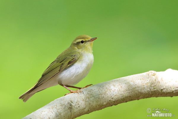 Budníček lesní (Phylloscopus sibilatrix)