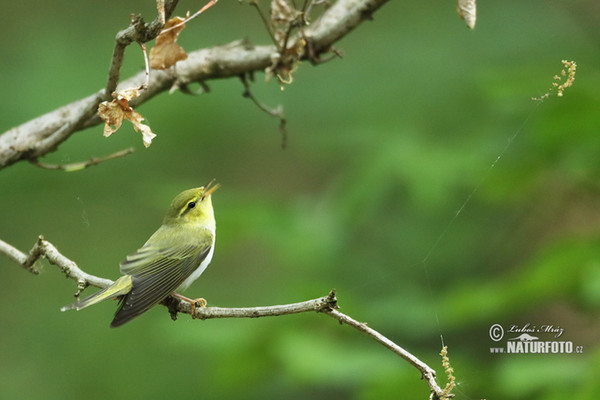 Budníček lesní (Phylloscopus sibilatrix)