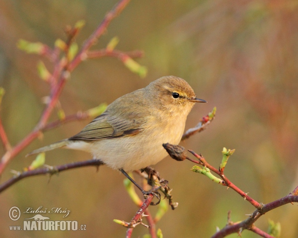 Budníček menší (Phylloscopus collybita)