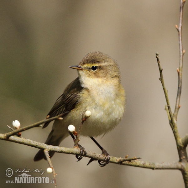 Budníček menší (Phylloscopus collybita)