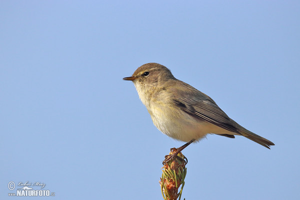 Budníček menší (Phylloscopus collybita)