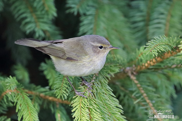 Budníček menší (Phylloscopus collybita)