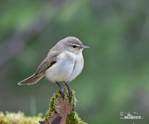 Budníček menší (Phylloscopus collybita)