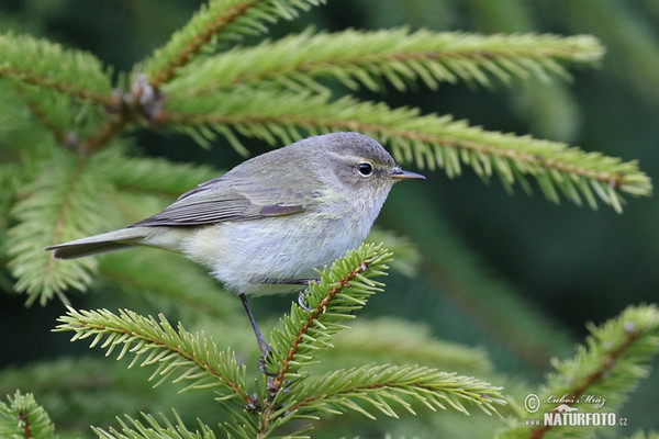 Budníček menší (Phylloscopus collybita)