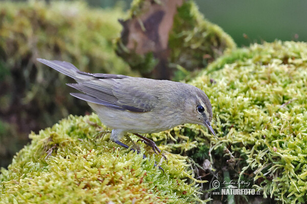 Budníček menší (Phylloscopus collybita)