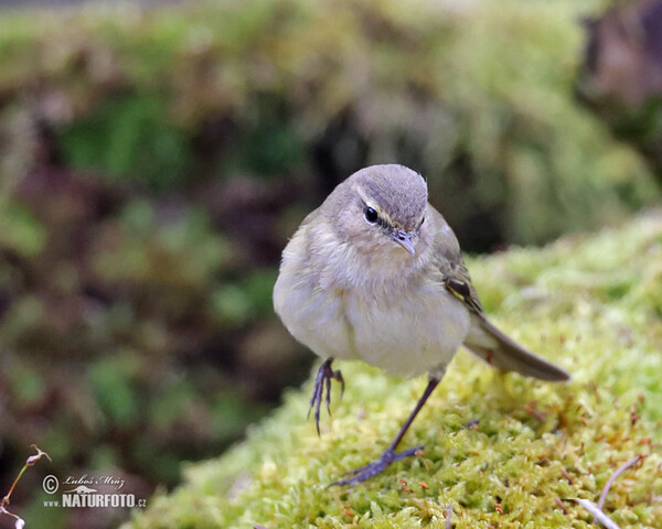 Budníček menší (Phylloscopus collybita)