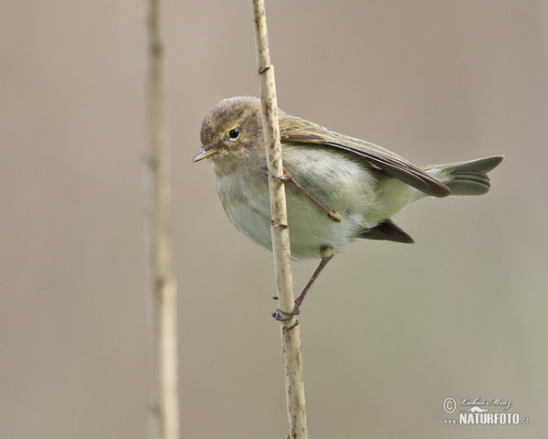 Budníček menší (Phylloscopus collybita)
