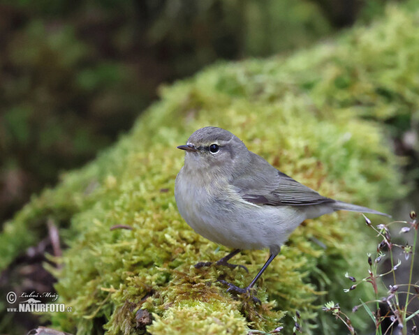 Budníček menší (Phylloscopus collybita)