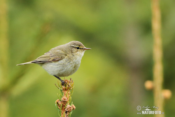 Budníček menší (Phylloscopus collybita)