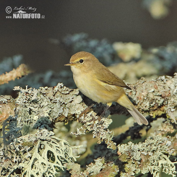 Budníček menší (Phylloscopus collybita)