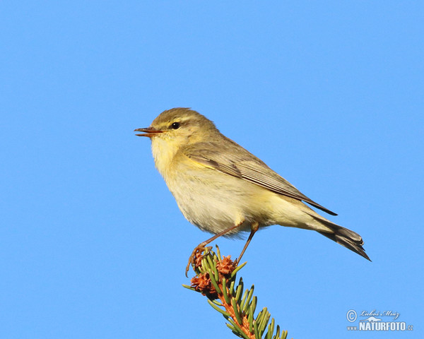 Budníček větší (Phylloscopus trochilus)