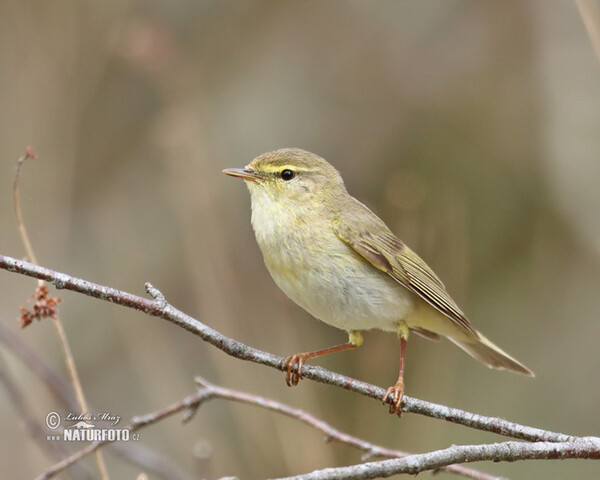 Budníček větší (Phylloscopus trochilus)