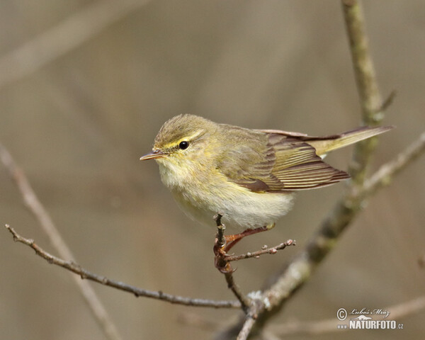 Budníček větší (Phylloscopus trochilus)