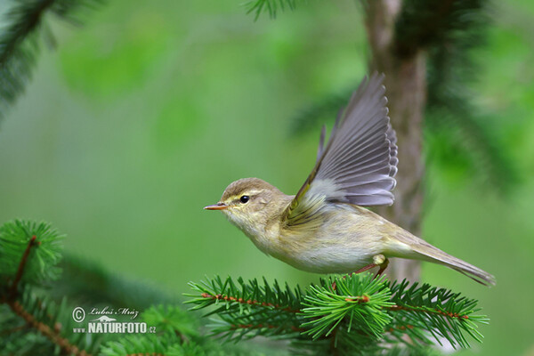 Budníček větší (Phylloscopus trochilus)