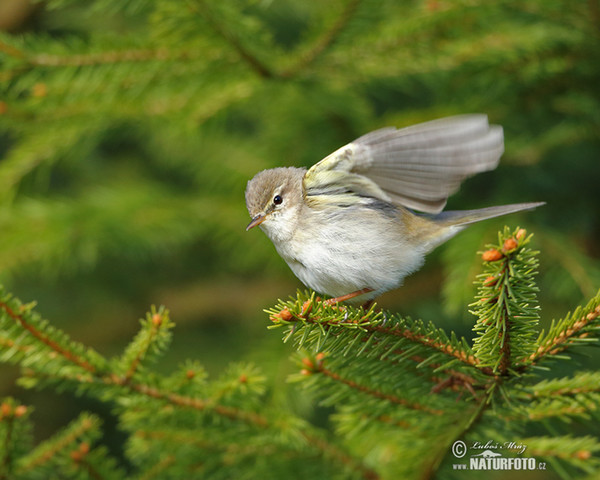 Budníček větší (Phylloscopus trochilus)