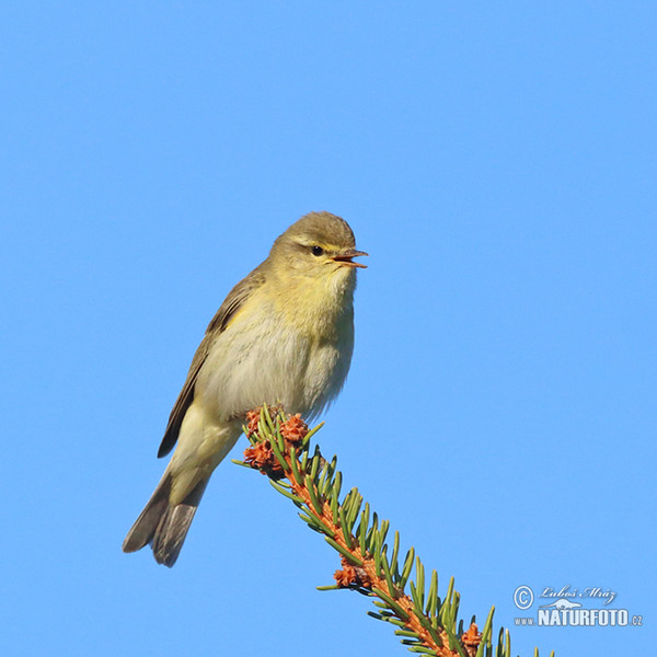 Budníček větší (Phylloscopus trochilus)