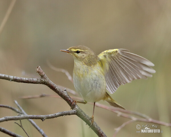 Budníček větší (Phylloscopus trochilus)