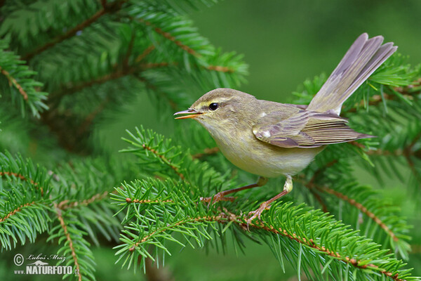 Budníček větší (Phylloscopus trochilus)