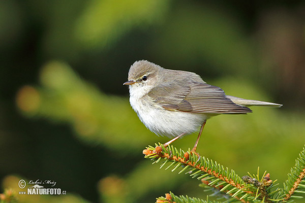 Budníček větší (Phylloscopus trochilus)