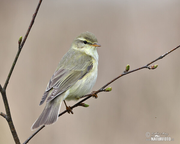 Budníček větší (Phylloscopus trochilus)