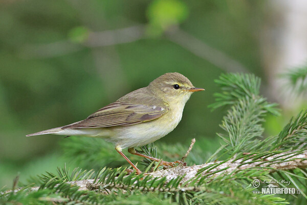 Budníček větší (Phylloscopus trochilus)