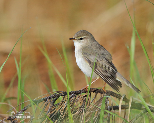 Budníček větší (Phylloscopus trochilus)