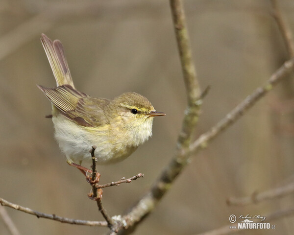 Budníček větší (Phylloscopus trochilus)