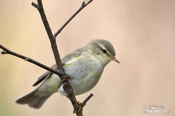 Budníček větší (Phylloscopus trochilus)