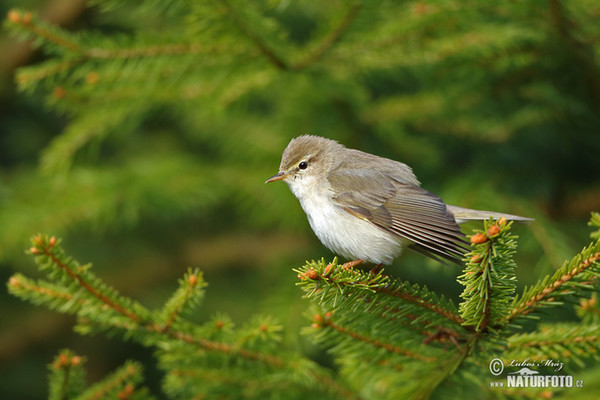 Budníček větší (Phylloscopus trochilus)