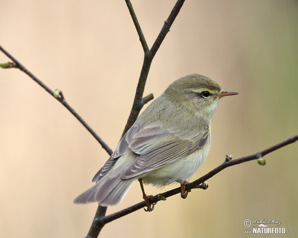 Budníček větší (Phylloscopus trochilus)