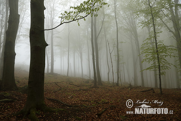 Buk lesný (Fagus sylvatica)