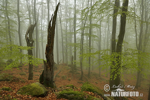 Buk lesný (Fagus sylvatica)