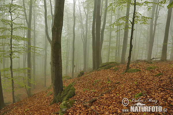 Buk lesný (Fagus sylvatica)