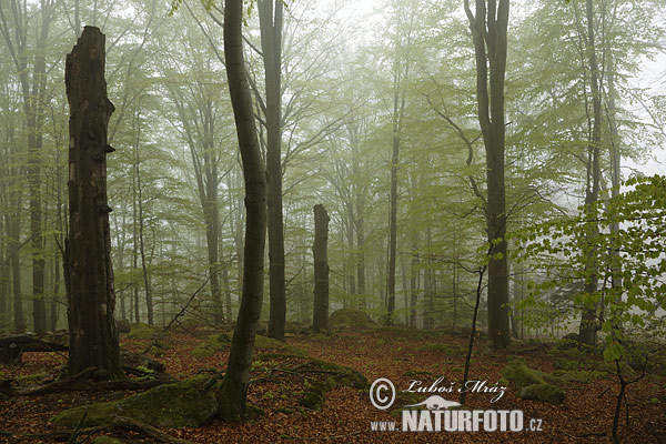 Buk lesný (Fagus sylvatica)