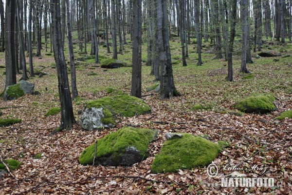 Buk lesný (Fagus sylvatica)