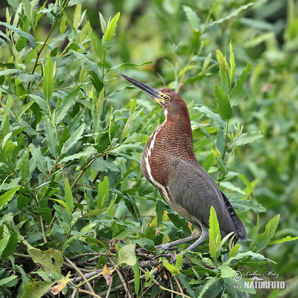 Bukač červenavý (Tigrisoma lineatum)