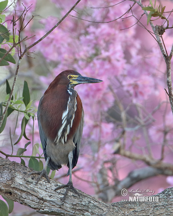 Bukač červenavý (Tigrisoma lineatum)