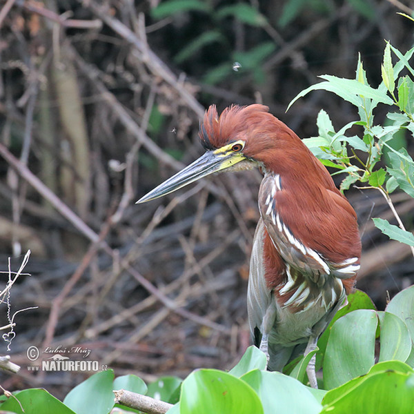 Bukač červenavý (Tigrisoma lineatum)