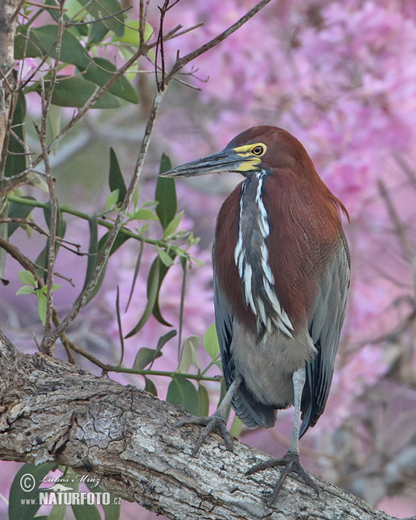 Bukač červenavý (Tigrisoma lineatum)