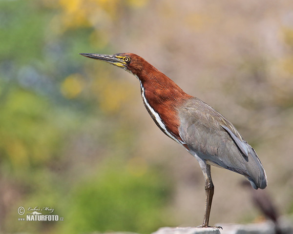 Bukač červenavý (Tigrisoma lineatum)