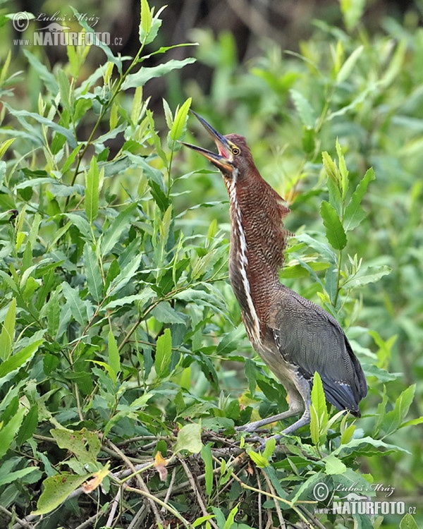 Bukač červenavý (Tigrisoma lineatum)