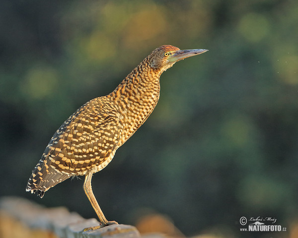 Bukač červenavý (Tigrisoma lineatum)