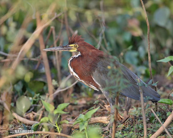 Bukač červenavý (Tigrisoma lineatum)