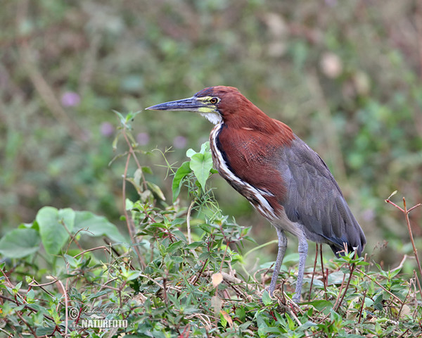 Bukač červenavý (Tigrisoma lineatum)